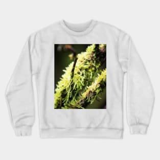 Tree moss Crewneck Sweatshirt